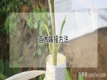 苗木嫁接方法