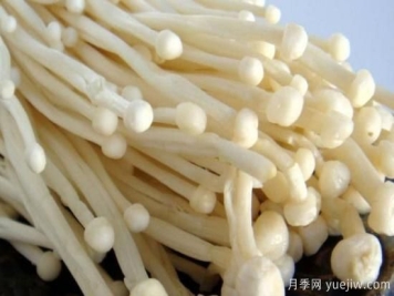 食用菌菇类十大排名 可食用菌类大全