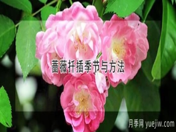 蔷薇扦插季节与方法