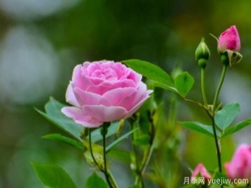 蔷薇扦插最简单方法 蔷薇花怎么扦插