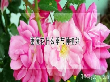 蔷薇花什么季节种植好