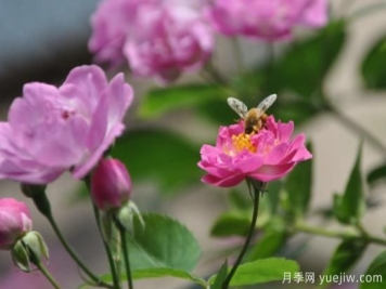 蔷薇花种多长时间才开花