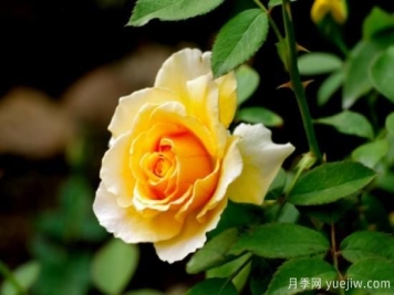玫瑰花有哪些含义