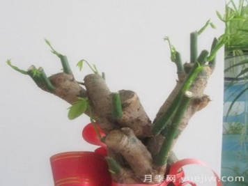 发财树的几种修剪方法