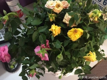 月季花焉了怎么办？三个办法让它恢复生机