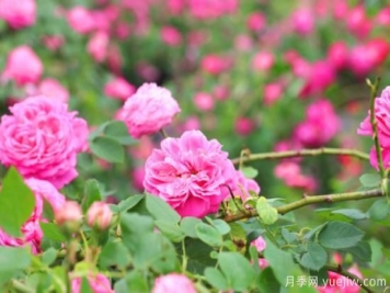 家里种玫瑰花好吗？玫瑰花的风水忌讳