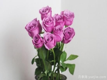 简单的玫瑰家庭养法