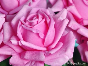 玫瑰花的种植方法