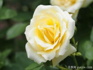 不同颜色玫瑰花的含义