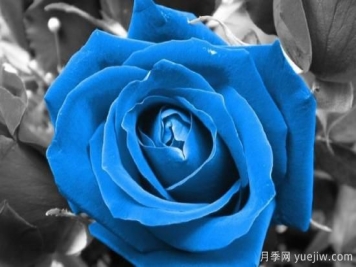 蓝玫瑰有哪些含义