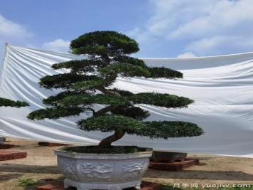 当前绿化市场上火热的造型树