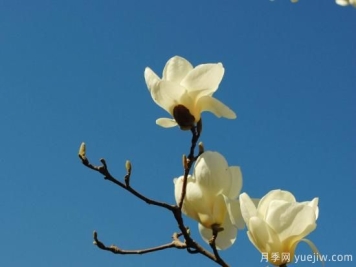 白玉兰苗木的价格行情分析