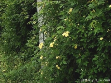 苗木行业进入存量市场，这些领域仍需大量苗木