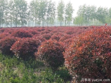 红叶石楠在片植时部分死亡是什么原因？