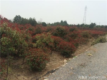 错误的观念会使红叶石楠生长危险