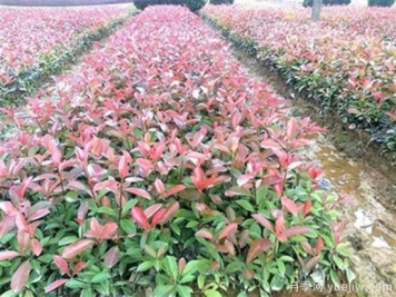 红叶石楠树地接的优质种植方法