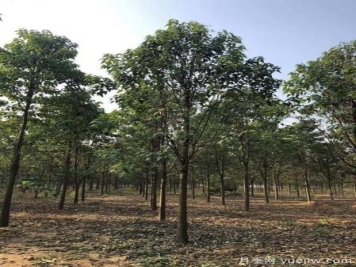 南阳楸树什么时候种植？