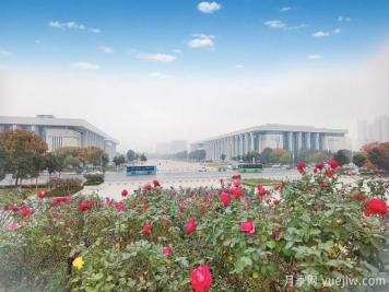 美丽的南阳十一月，月季缤纷季季春