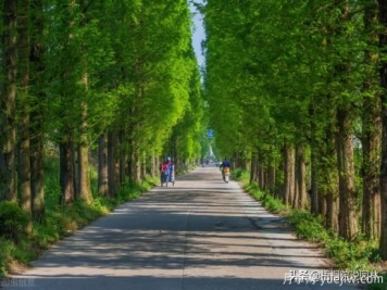 12种常见的行道树树种，你家乡的行道树是什么