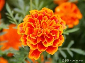 万寿菊及常见品种介绍