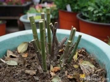 月季修剪很重要，学会修剪开花爆盆