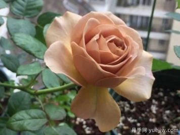 拿铁咖啡、加百列、糖果雪山、铜管乐队等月季值得入手吗？