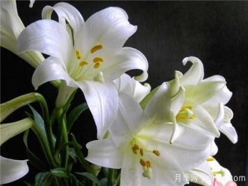 送花得送的“恰到好处”各种花的寓意和象征意义