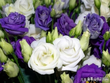 适合秋播花卉的10大品种，明年花开满阳台