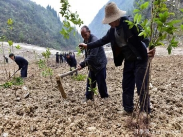 灵性化的林业，黔东南育林护林的创意之美