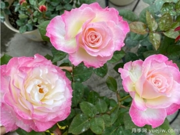 六翼天使月季，浓香高颜值分支多开花勤