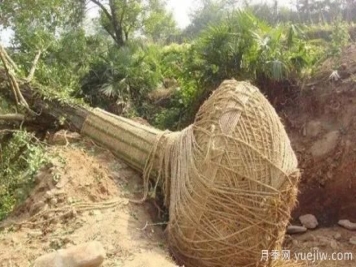 大树苗木移植的注意事项