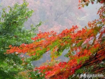 冬季植物应该怎么打理，才能来年依旧繁花似锦