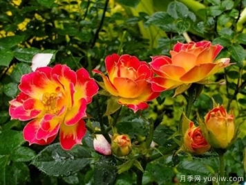 微型月季的种植小技巧