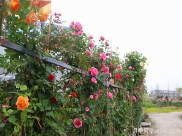 一个家里能栽得下去多少品种的月季？你想象不到