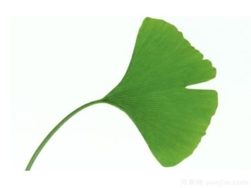 如何辨别银杏雌雄植株？