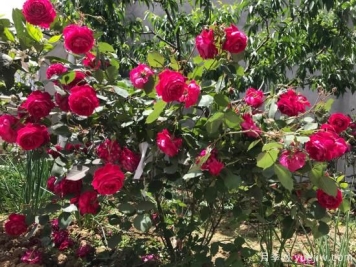 软香红月季，古老国月不输欧月日月，四季勤开花