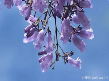 网红树木悄然兴起，是否预示着大好行情？