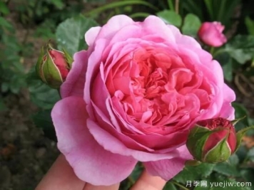 大花月季中的开花机器--肯特公主月季，花朵鲜艳多姿