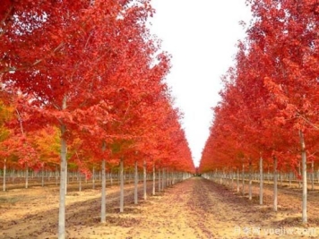 美国红枫，可以让园林景观如此绝美