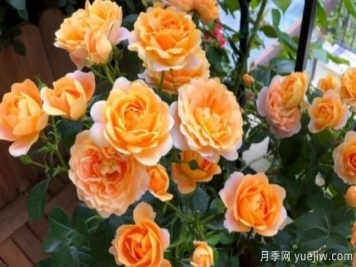 开花机器果汁阳台月季，冬日盆栽做到开花旺盛