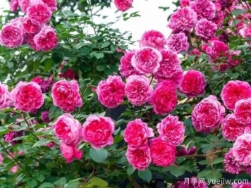 常见的18种藤本月季优缺点，对号入座选择