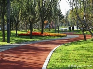 苗木移植之后先搭支撑好还是先浇水好？如何搭撑和浇水