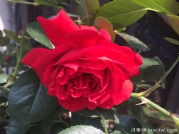 弗洛伦蒂娜、大游行、亚伯拉罕、蓝色阴雨等藤本月季的优缺点是什么？