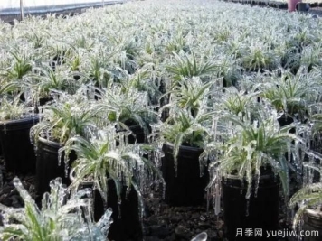 植物受冻后，怎么高效救治？