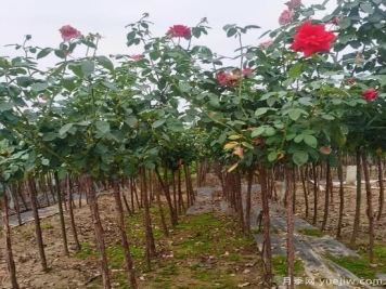 月季花冬剪很有必要，这样做来年开花量翻倍