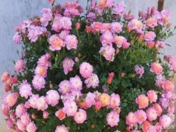 让盆栽月季花开爆盆的方法，选对花盆，水肥管理是重点