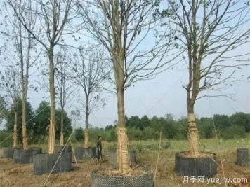 容器苗与传统的大地育苗相比，优点显而易见