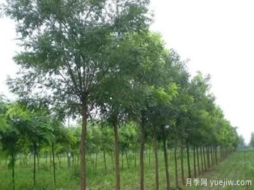 苗木长势弱怎么办？