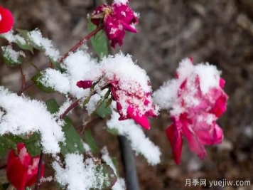 耐寒性，你家月季抗不抗冻？月季如何过冬