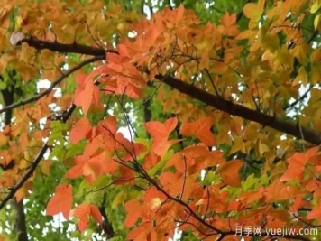 适合我国西部和北部地区的绿化种植的苗木推荐